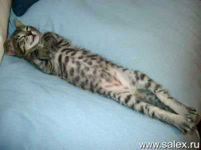 http://www.salex.ru/fun/pictures/fot_a569.jpg