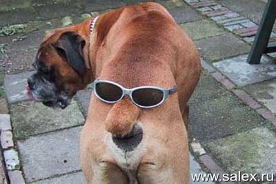 http://www.salex.ru/fun/pictures/fot_531.jpg