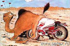 мотоциклист на ралли в пустыне въехал в зад верблюду, что его весьма обрадовало